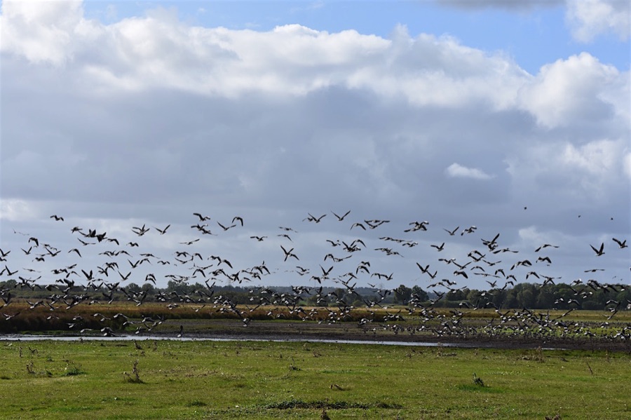 Vattenriket geese